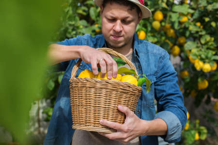Smiling young man farmer harvesting, picking lemons in the orchardの写真素材