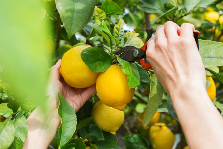 Woman farmer harvesting, picking lemons with garden pruner in handsの写真素材