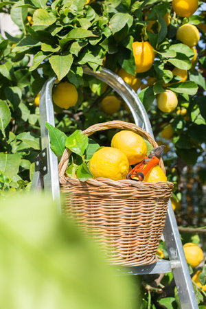 Basket with fresh organic lemons in the orchard, harvesting, pickingの写真素材