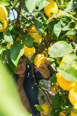 Smiling young man farmer harvesting, picking lemons in the orchardの写真素材