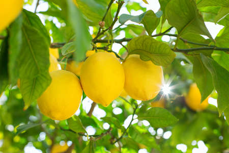 Fresh organic lemons on tree in the orchard, harvesting, pickingの写真素材