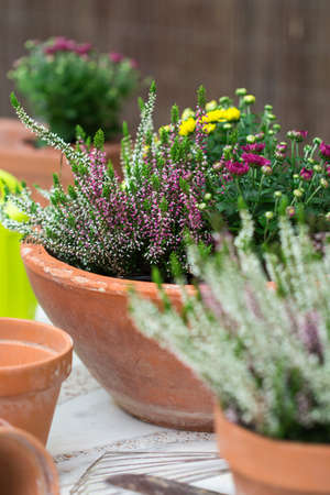 Terracotta pots with autumn flowers, outdoor compositionの写真素材
