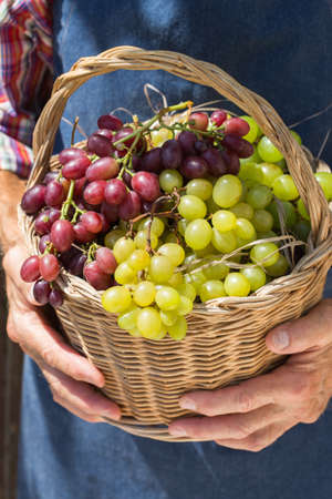 Senior man holding in hands harvest of grapesの写真素材