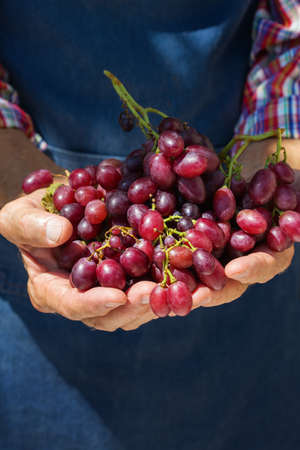 Senior man, farmer worker holding harvest of organic grapes
