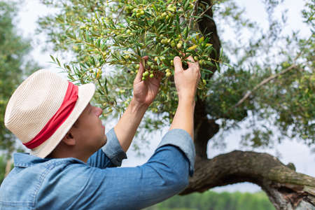 Farmer checking olive tree during harvesting season