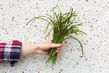 Wild asparagus, seasonal spring harvest in female handの写真素材