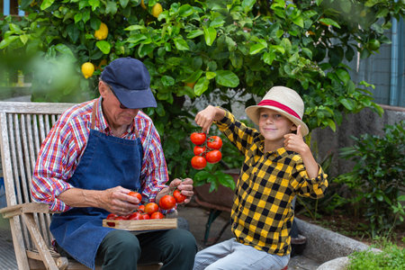 Senior man, farmer and young boy holding harvest of tomatoの写真素材