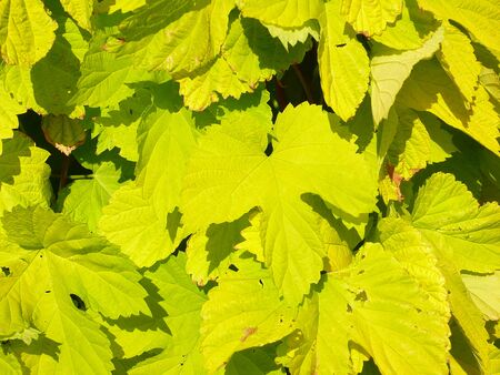 sunny vineの写真素材