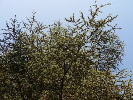 Cedarの写真素材