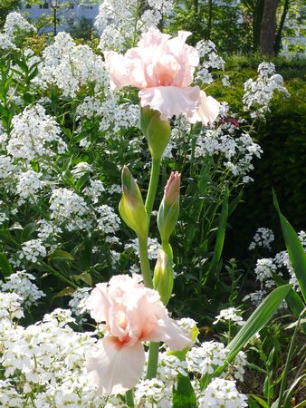 Iris pink and white flowersの写真素材