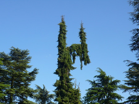 pattern treeの写真素材