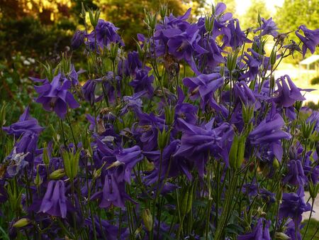 Blue columbinesの写真素材