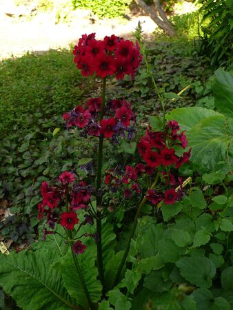 Red primroseの写真素材