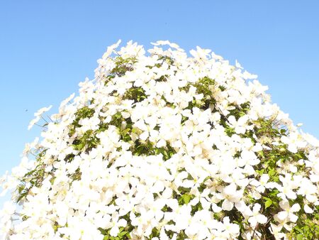 White Clematiteの写真素材