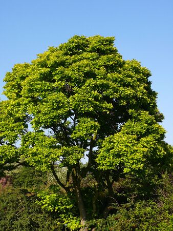 Fulllength treeの写真素材
