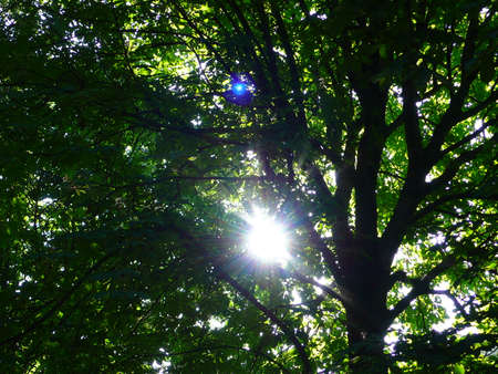 sunbeam tree in a park, in Paris, Franceの写真素材