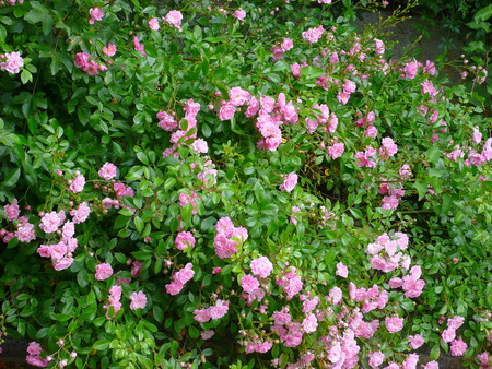 pink roses in a rosebushの写真素材