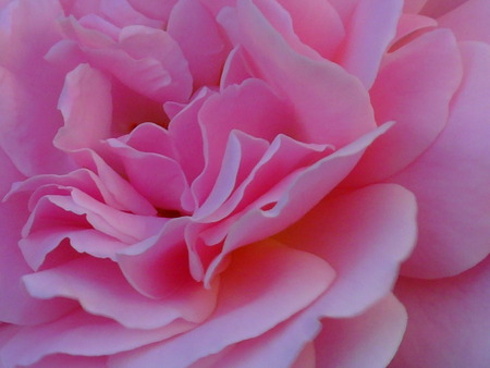 closeup rose, in a rosebushの写真素材