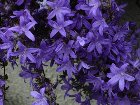 blue bells in a wall, near a forest, Franceの写真素材
