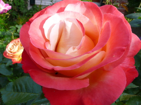 Closeup rose, in a rosebushの写真素材