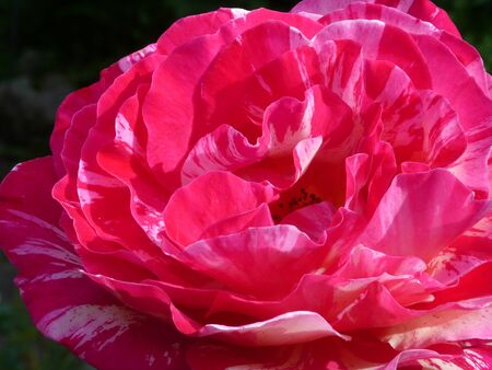 Closeup rose, in a rosebushの写真素材