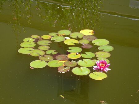 Water lily, in a poolの写真素材