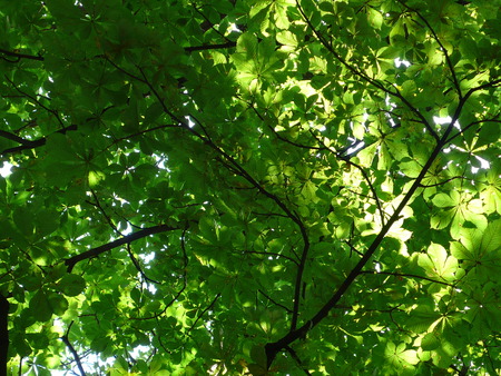 Horse chestnut in a park, in Parisの写真素材