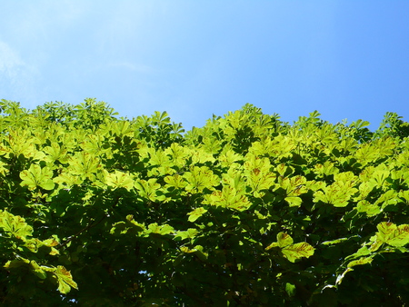 Horse chestnut in a park, in Parisの写真素材
