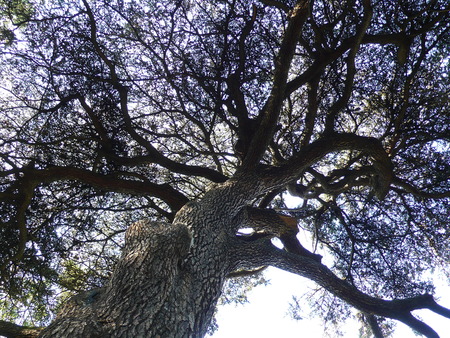 Cedar in a park, in Parisの写真素材