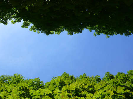 Horse chestnut in a park, in Parisの写真素材