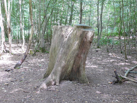 Horse chestnut in a park, in Parisの写真素材