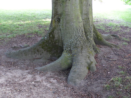 Tree root in a park, in Parisの写真素材