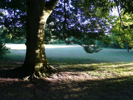 Horse chestnut in a park, in Parisの写真素材