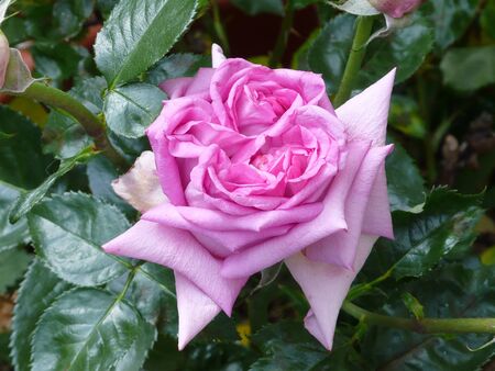 Closeup rose, in a rosebushの写真素材