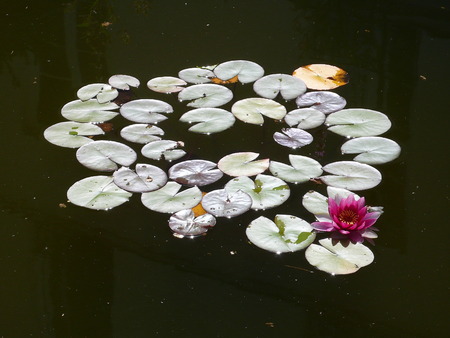 water lily, in a poolの写真素材