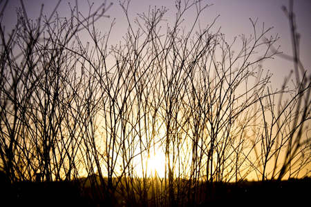 Sunset through grassy shrubsの写真素材