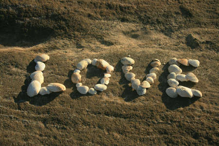 Love in Shellsの写真素材
