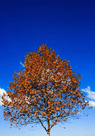 tree with red sutumn leaves and a blue skyの写真素材