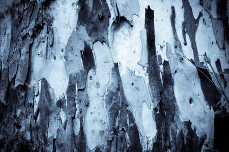 Gum Tree Bark Textureの写真素材
