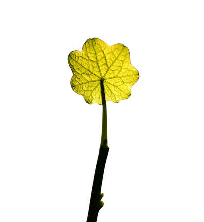 Green Leaf in the Sun Isolated Over White