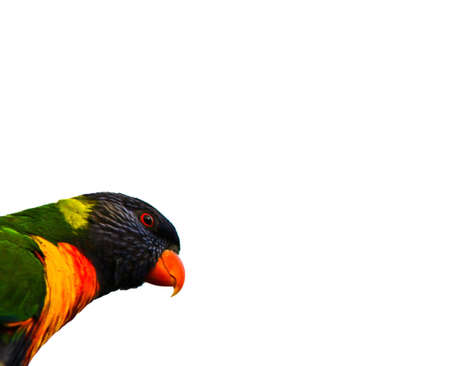 Australian Eastern Rosella Head Isolated over Whiteの写真素材