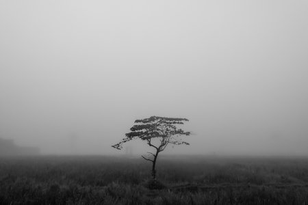 black and white photo of a lonely tree in the field with fogの写真素材
