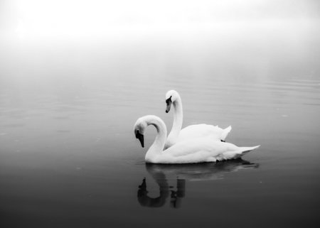 Two white swans on the lake. Black and white photo.の写真素材