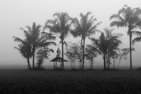 Coconut trees in a foggy morning at the rice fieldの写真素材