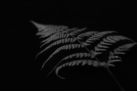 Black and white fern leaf on black background. Minimal style.の写真素材