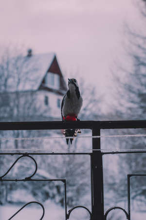 Great spotted woodpecker (Dendrocopos major) sitting on a forged fence in winter. House and trees in...