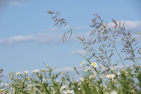 Chamomile  meadow on sky background   の写真素材