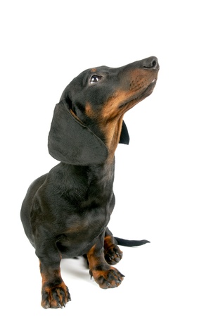 Dachshund puppy, 4 months oldの写真素材