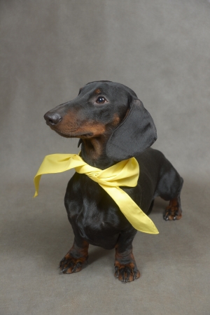 Dachshund with yellow kerchief is sitting  の写真素材