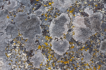 Surface of natural  gray and yellow spotted stone as backgroundの写真素材